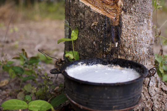 Tapping latex from a rubber tree close up. Close up of a sharp tool carving a diagonal cut into a tree trunk as fresh milky white liquid latex drips into a hanging collection bowl, industry, material,