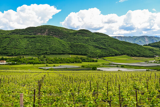 Kaltern, Caldaro, Tramin, Weinstrasse, Kalterer See, See, Lago di Caldaro, Weinberge, Weinbauer, Wanderweg, Spazierweg, S&uuml;dtirol, Etschtal, Etsch, &Uuml;beretsch, Fr&uuml;hling, Sommer, Italien