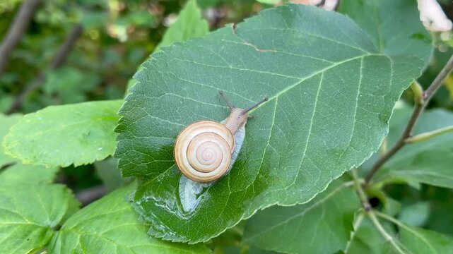 Tiny garden snail close up on the green leaf in the garden