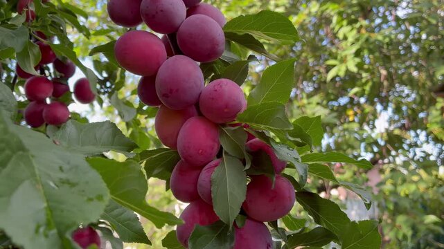 Ripe sweet pink cherry plums on the tree on sunny day