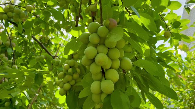Green plums on the plum tree twig in the garden