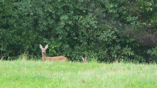 European roe deer (Capreolus capreolus) female grazing on a green meadow with fawns nearby, wild mammal eating grass