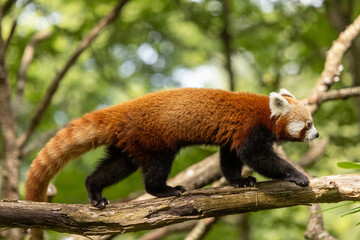 Fototapeta premium Red panda climbing on branch, vertical portrait