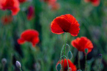 Fototapeta premium Scarlet poppy flower in the field
