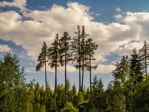 Tall Pine Trees and Evergreen Forest Under a Cloudy Blue Sky at Golden Hour