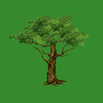 Detailed Stylized Green Tree Illustration with Lush Foliage Isolated on Green Background