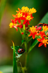 Fototapeta premium ladybug on flower