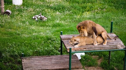 Lion and lioness mating on wooden platform in grassy field © Ruslan