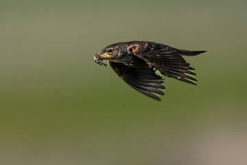 Obraz premium Red-winged Blackbird (Agelaius phoeniceus) in Klamath Basin National Wildlife Refuge, OR