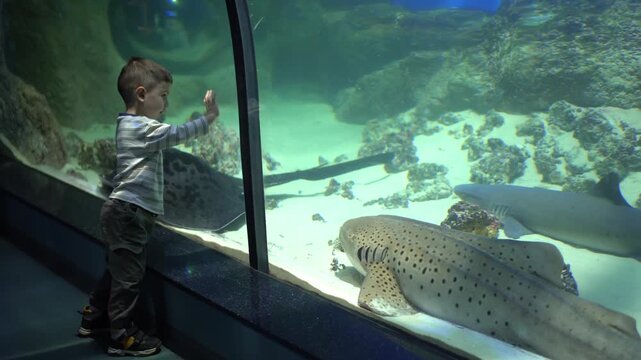 Young child peers at spotted shark beneath green glow. Energetic boy reaches towards glass as zebra shark rests. Curious young boy gazes at resting zebra shark aboard sandy floor