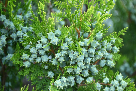 Juniper plant with cones