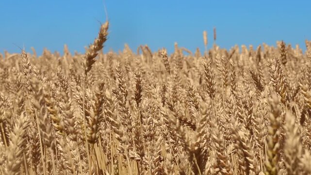 Wheat ears swaying in the wind