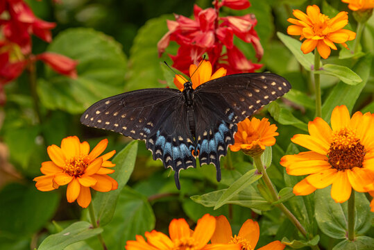 Black swallowtail butterfly with outstretched wings feeding from orange zinnias and red salvia flowers in garden