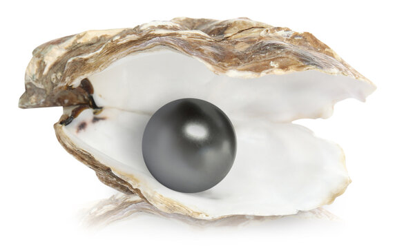 Open oyster and pearl isolated on white