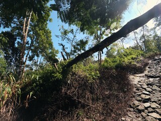 Fototapeta premium Tropical Forest Trail with Fallen Tree Under Bright Blue Sky