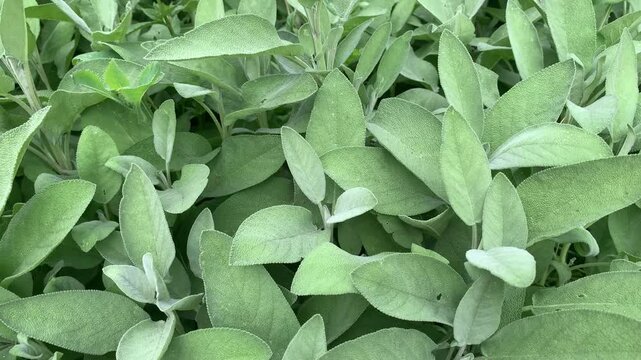 Salvia officinalis plant in a natural outdoor setting, showing detailed botanical appearance of the herb. Short footage for scientific, educational, botanical, and nature-related use