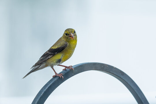 Yellow goldfinch bird perched on top of shepard's hook with light background