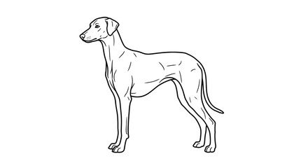 Fototapeta premium Slender Greyhound dog breed line art profile.