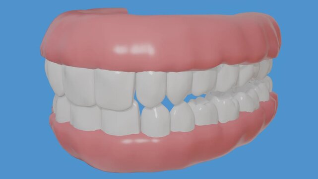 Detailed 3D Human Teeth Anatomy Model Overview, Dental Health, Oral Care and Modern Dentistry Education Concept