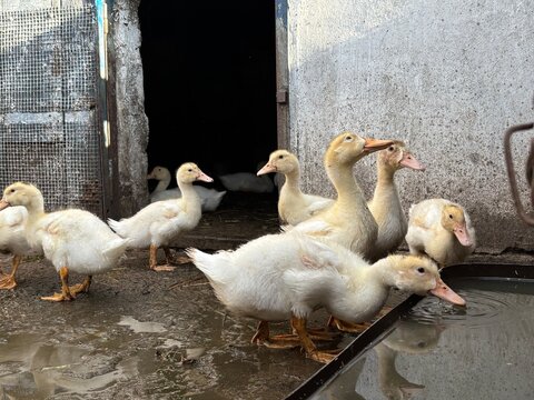 Young ducks standing outside their barn near a water trough