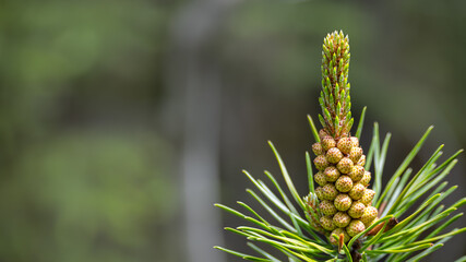 Fototapeta premium Macro Close Up of a Young Pine Cone and New Spring Growth with Green Needles on an Evergreen Tree Branch Against a Soft Blurry Green Forest Background