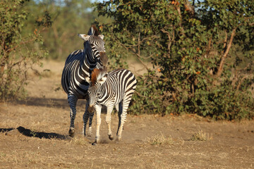 Steppenzebra / Burchell's zebra / Equus quagga burchellii © Ludwig
