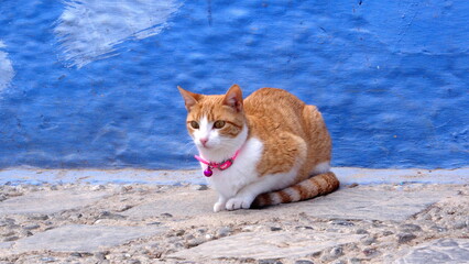 Ginger cat with a pink collar in the medina in Chefchaouen, Morocco © Angela