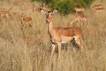 Fototapeta premium Schwarzfersenantilope / Impala / Aepyceros melampus