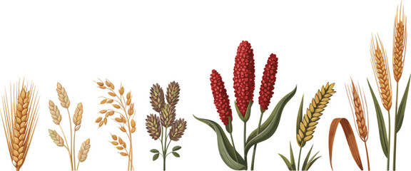 Obraz premium Cereal grains selection flat vector illustration. Rye, barley, oat, mild rice, sorghum, millet, wheat, and wild rice stalks create an agricultural crop chart.
