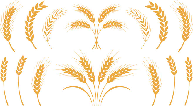 Golden wheat stalks flat vector illustration elements. Curved ears, single stems, and branched sheaves form a decorative harvest emblem selection for organic bakery packaging logos.