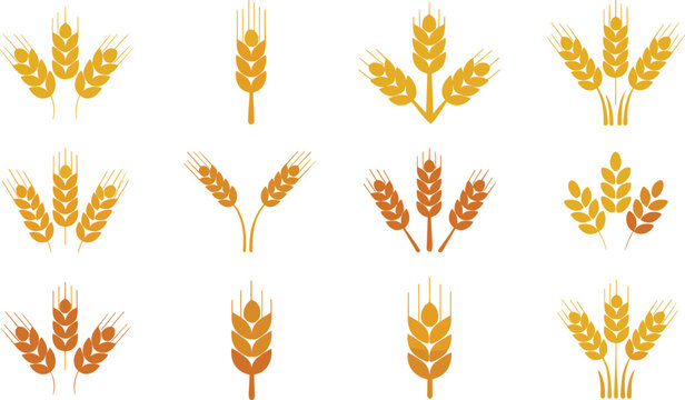 Wheat ears flat vector illustration selection. Golden grain stalks, barley stems, and rye spikes present an agricultural harvest emblem bundle for organic baking logos.