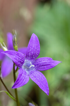 a purple campanula bellflower with detailed petal trichomes and stamen against a blurred green bokeh background