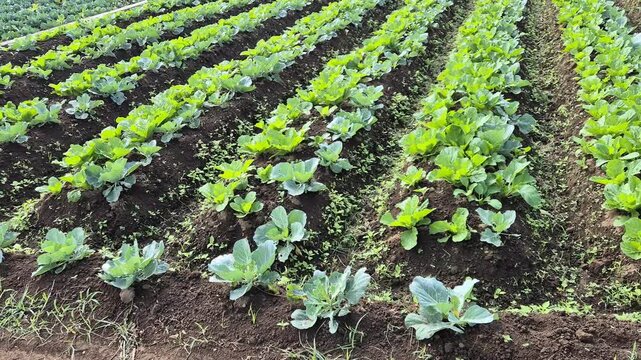 A high-angle shot with a smooth tilt upwards reveals long, neat rows of green cabbages growing on raised soil beds in a terraced agricultural farm.