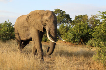 Fototapeta premium Afrikanischer Elefant / African elephant / Loxodonta africana