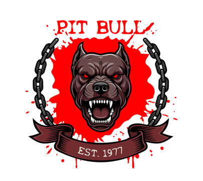 Aggressive pit bull head mascot logo with bared teeth, red eyes, chain frame and splatter background, vector emblem design.