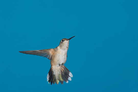 Female Rufous Hummingbird in flight