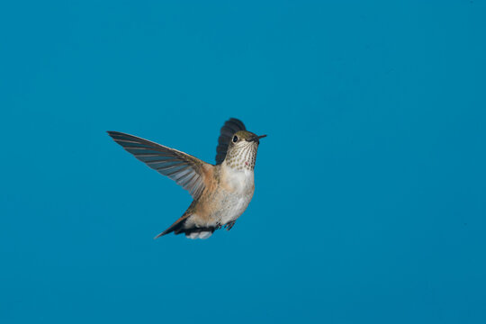 Female Rufous Hummingbird in flight