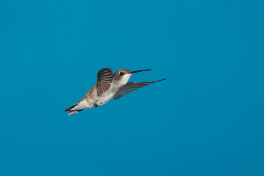 Calliope Hummingbird in flight
