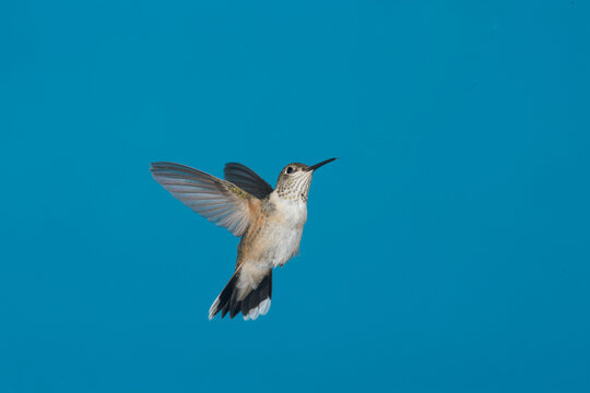 Female Rufous hummingbird in flight