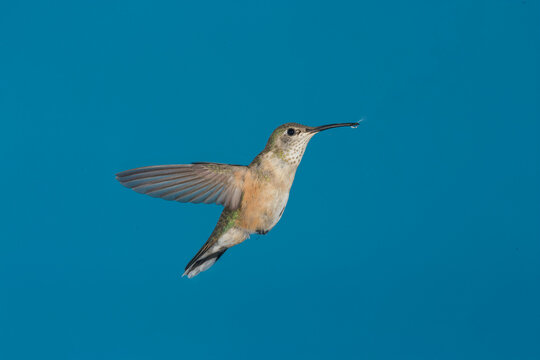 Female Rufous Hummingbird in flight