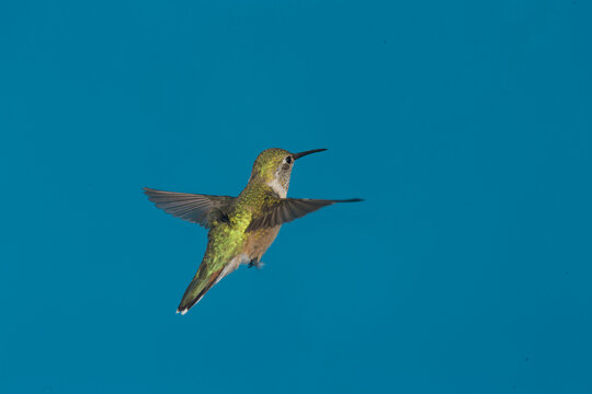 Female Rufous Hummingbird in flight