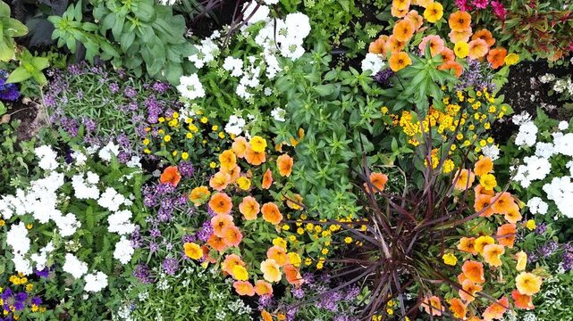 Top view of a vibrant summer flower garden featuring colorful blooming calibrachoa, white verbena, sweet alyssum, and lush ornamental foliage, creating a rich botanical floral background with natural 