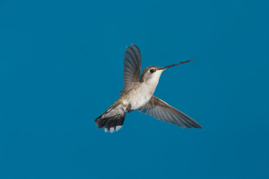 Calliope Hummingbird in flight