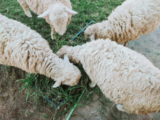 Naklejka premium Sheep in a field. Fluffy White Sheep Eating Green Grass From a Trough on a Farm