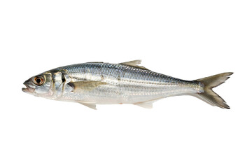 Fototapeta premium Silver scaled fish specimen shown in full lateral view with detailed fins and gills isolated on black background for ichthyology research