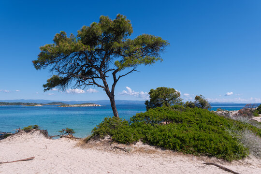 Lone Pine Tree on the Sandy Shore of Karidi Beach with Turquoise Water and Blue Sky in Sithonia Chalkidiki