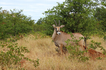 Roanantilope oder Pferdeantilope / Roan antelope / Hippotragus equinus © Ludwig