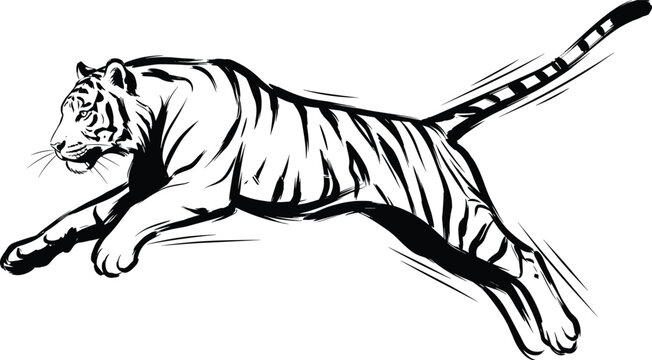 Jumping Tiger Black and White Hand Drawn Sketch Vector Illustration