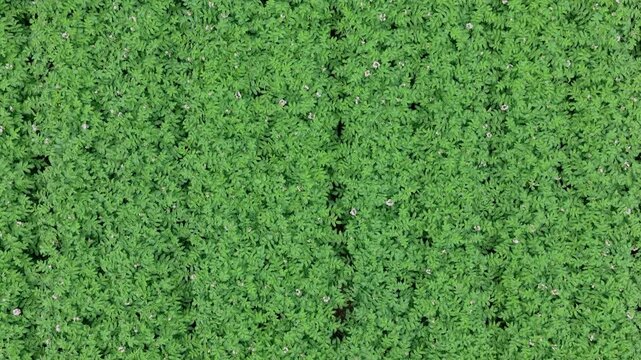 Crop plantation at farm. Agriculture and cultivation. Aerial top view on green crop field. Nature environment. Green harvest in field. Summer green field. Agricultural aerial landscape