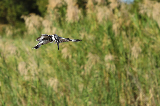 Graufischer / Pied kingfisher / Ceryle rudis